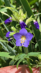 Polemonium foliosissimum