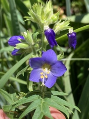 Polemonium foliosissimum