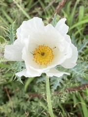 Argemone pleiacantha