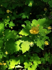 Modiolastrum malvifolium