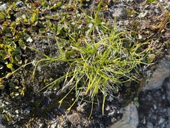 Carex deflexa