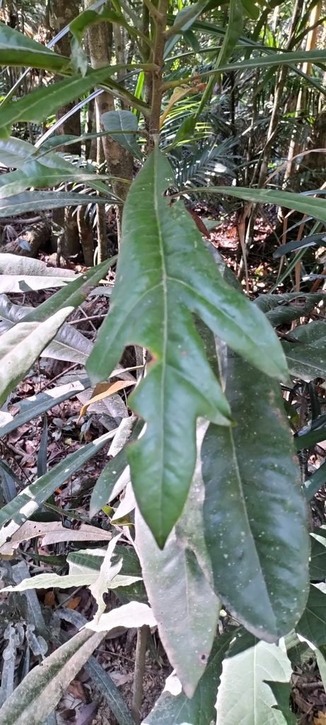 Placospermaeae