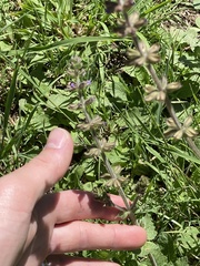 Salvia verbenaca