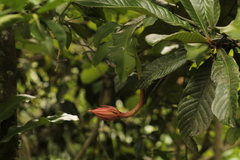 Epiphyllum oxypetalum