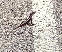 Agamidae