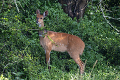 Tragelaphus scriptus bor