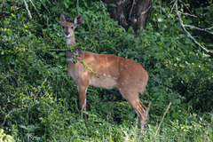 Tragelaphus scriptus bor
