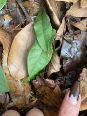 Bignonia