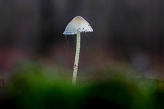 Mycena epipterygia
