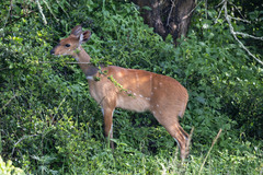 Tragelaphus scriptus bor