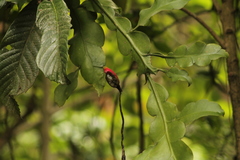 Epiphyllum oxypetalum