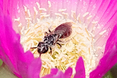 Chilalictus