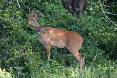 Tragelaphus scriptus bor