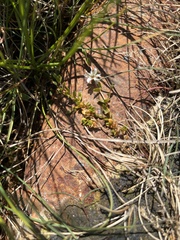 Stellaria humifusa