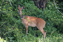 Tragelaphus scriptus bor