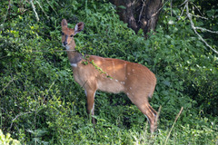 Tragelaphus scriptus bor