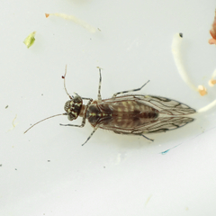 Elipsocidae