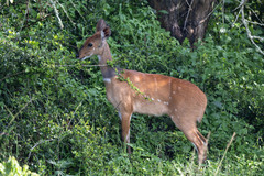 Tragelaphus scriptus bor