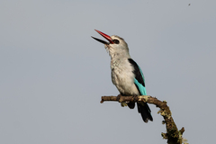 Halcyon senegalensis