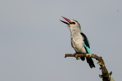 Halcyon senegalensis