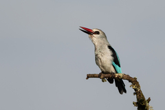 Halcyon senegalensis