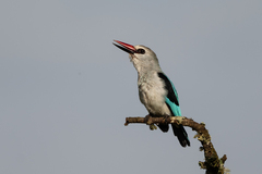 Halcyon senegalensis