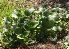 Arisarum