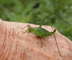 Barbitistes serricauda