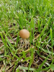 Psathyrella albescens