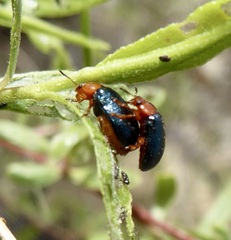 Plagiodera arizonae