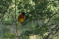 Ploceus jacksoni