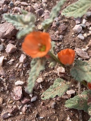 Sphaeralcea hastulata
