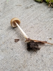 Psathyrella albescens