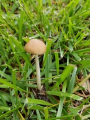 Psathyrella albescens