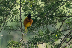 Ploceus jacksoni