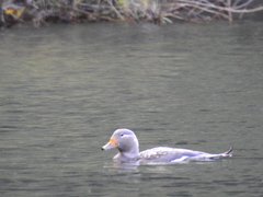 Tachyeres patachonicus