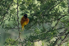 Ploceus jacksoni