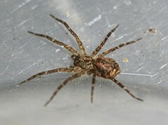 Ornodolomedes benrevelli