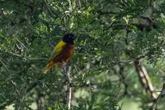 Ploceus jacksoni