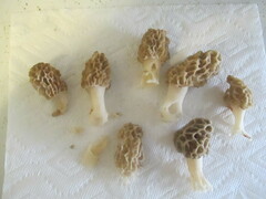 Morchella