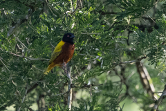 Ploceus jacksoni