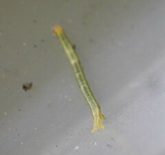 Pericyma cruegeri