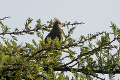 Urocolius macrourus