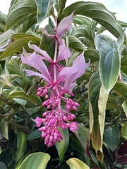 Medinilla magnifica