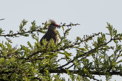 Urocolius macrourus