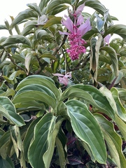 Medinilla magnifica