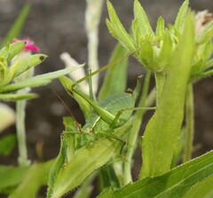 Barbitistes serricauda