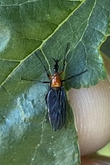 Dilophus pectoralis