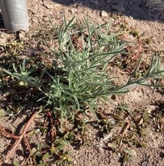 Johnstonella angustifolia