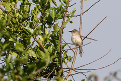 Prinia subflava